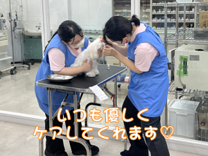 モデル犬の健康を守ります！